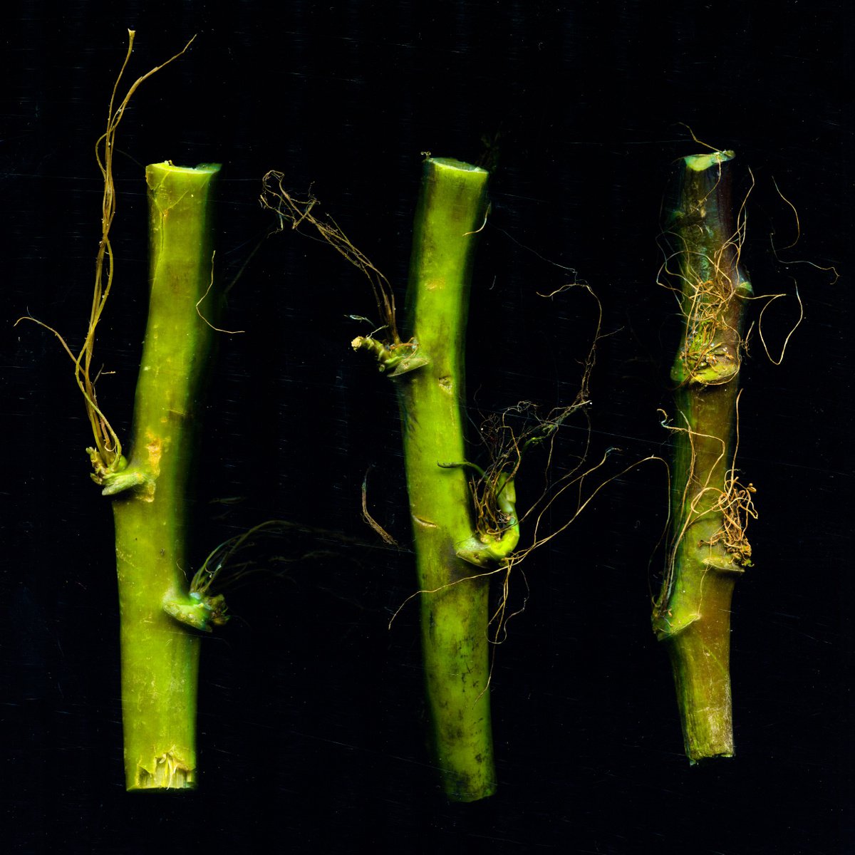 seaweed, stems and algae 4 by Jochim Lichtenberger
