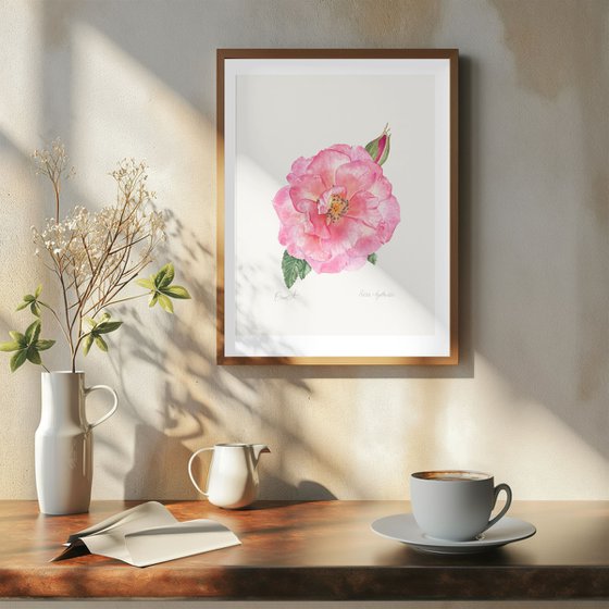 Pink Garden Rose