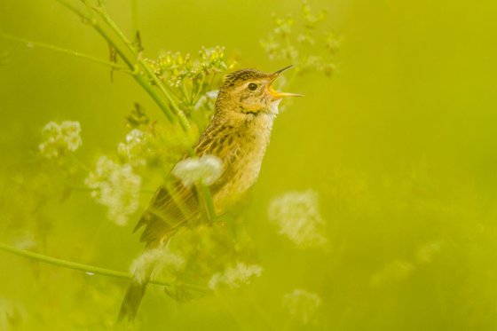 Photography | Birds | Locustella naevia