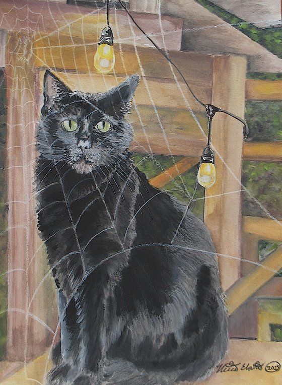 Black Cat Behind A Spider Web
