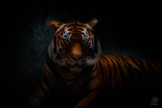 Tiger's Gaze - Fine art