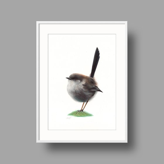 Superb Fairywren - Bird Portrait