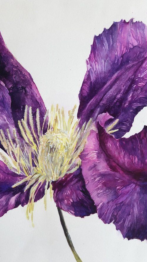 Clematis#4 by Larissa Rogacheva