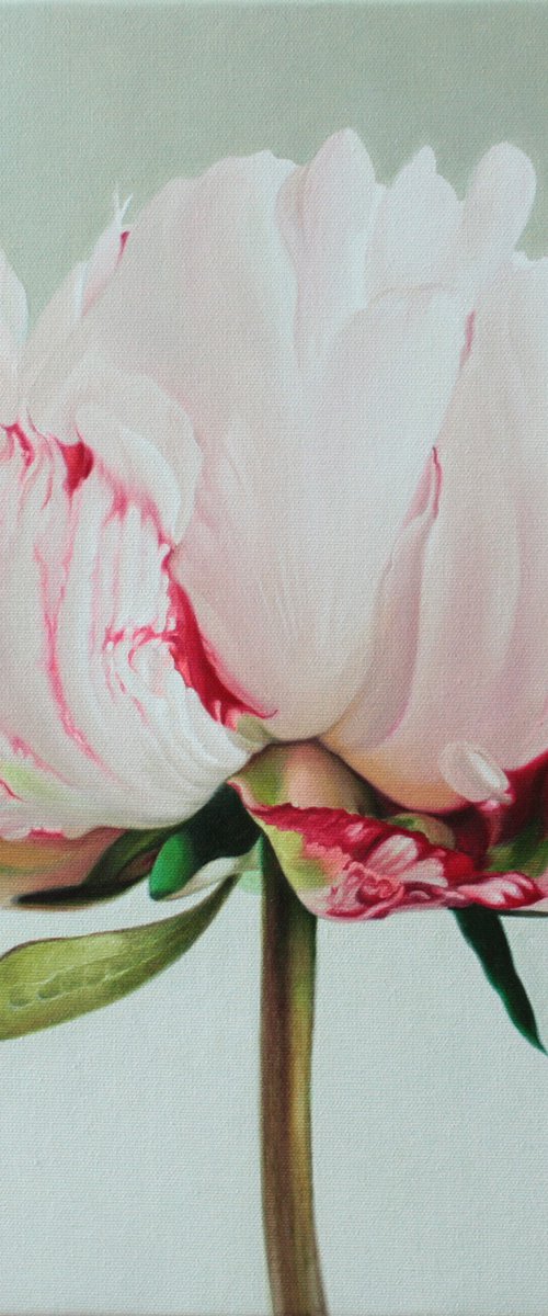 pink peony by Julia Diven
