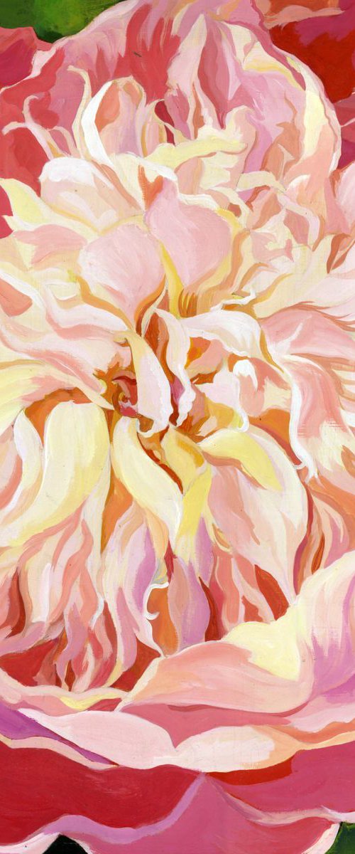 peony in pink by Alfred  Ng