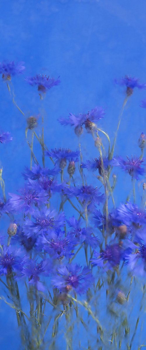 Blue Mirage by Anna List