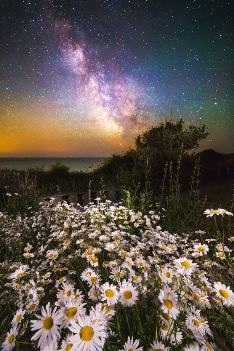 ’Daisies Under A Starlit Sky’ Giclee Fine Art Print by Chad Powell