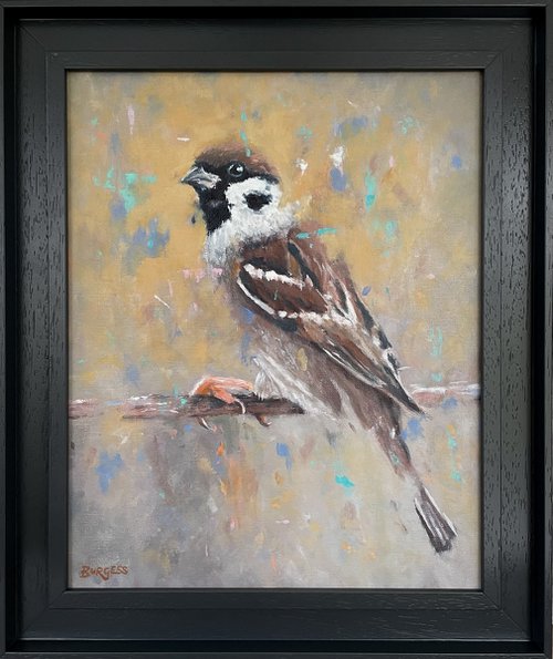 Tree Sparrow bird by Shaun Burgess