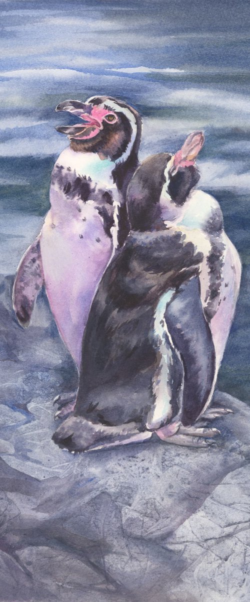 Humboldt penguins by Anjana Cawdell
