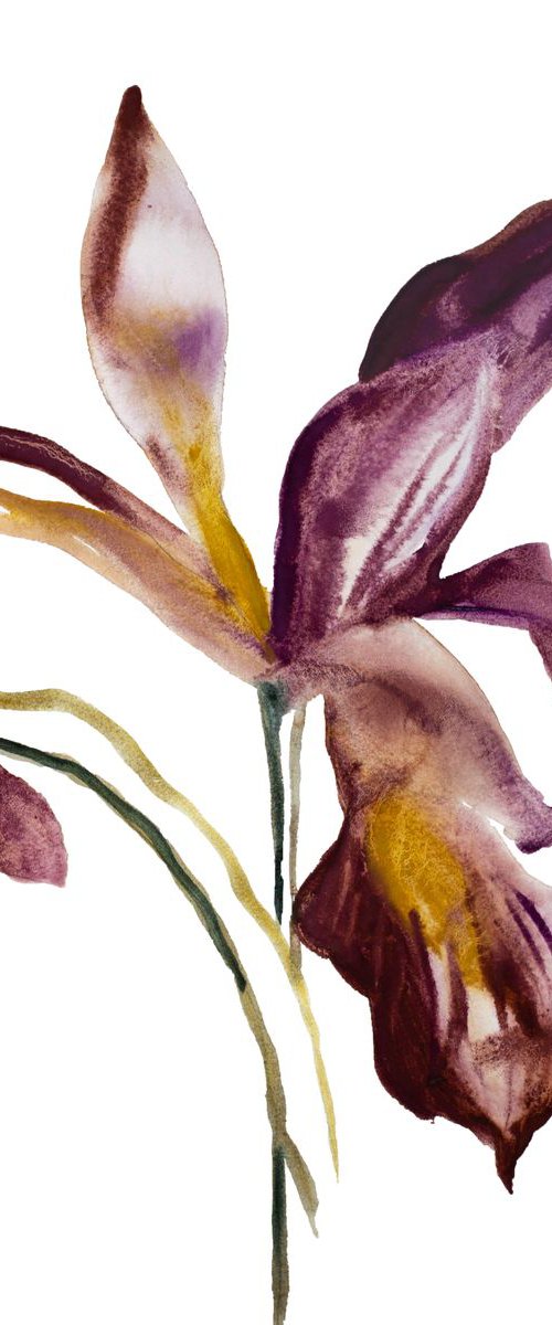 Iris No. 63 by Elizabeth Becker