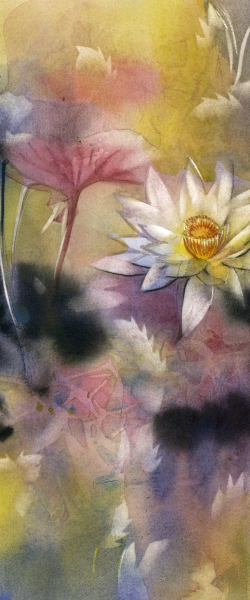 waterlily at the pond by Alfred  Ng