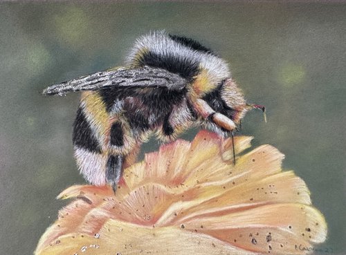Bee on flower by Maxine Taylor