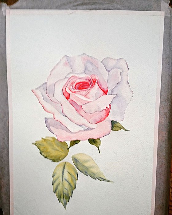 Rose. Watercolor painting on paper.