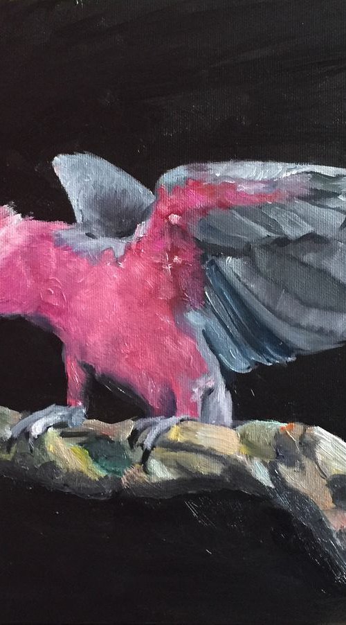 Galah by Ryan  Louder