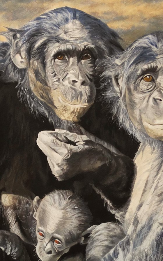 Four generations,Chimpanzees