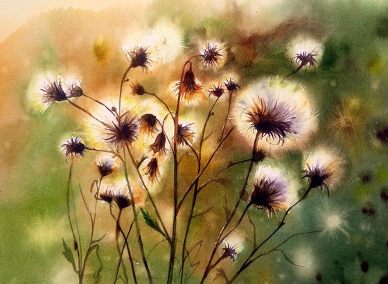 Fluff Thistles - Watercolor - Cirsium arvense - Cursed thistle