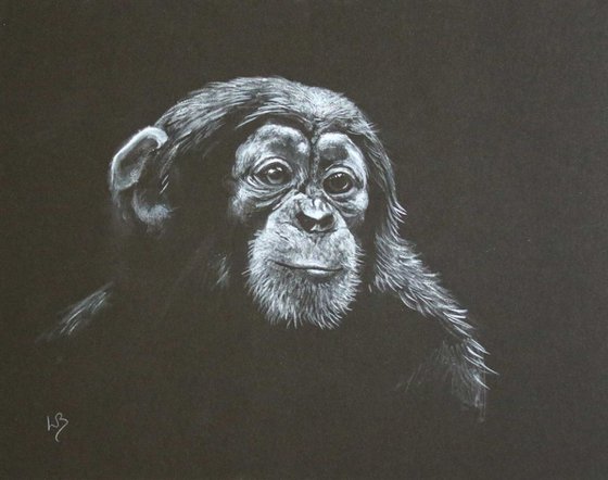 Speculation   (Chimpanzee)