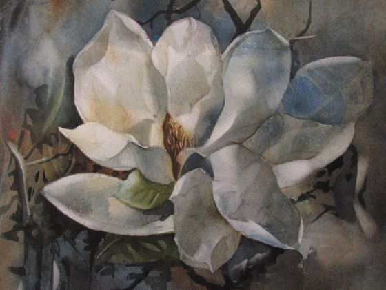 Evening magnolia