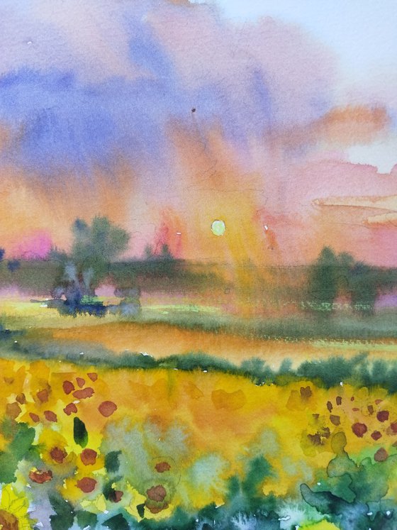 Sunflowers field. Sunset landscape