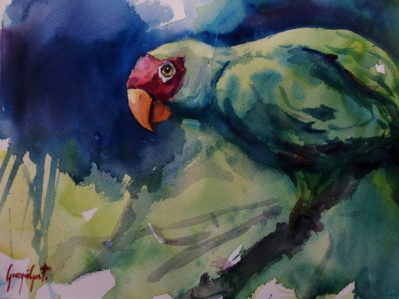 parrot 13