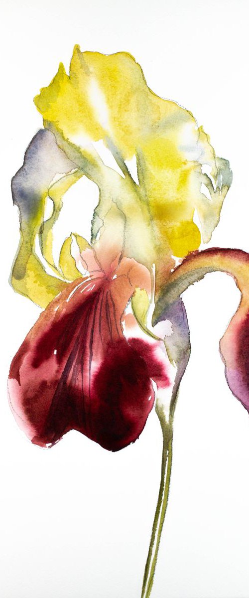 Iris No. 75 by Elizabeth Becker