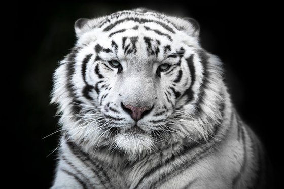 White tiger