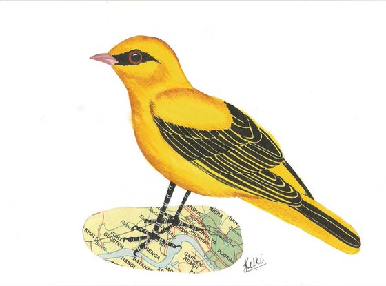 Eurasian Golden Oriole