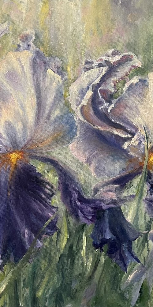 Morning Irises by Alesia Yeremeyeva