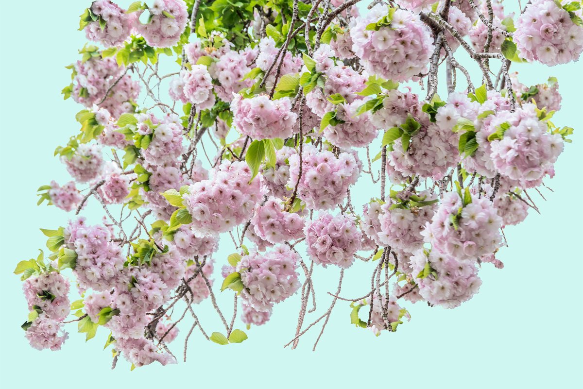 Photorealistic Botanical Photograph By Adam Regan, 45 X 30, Blossom, Original Artwork