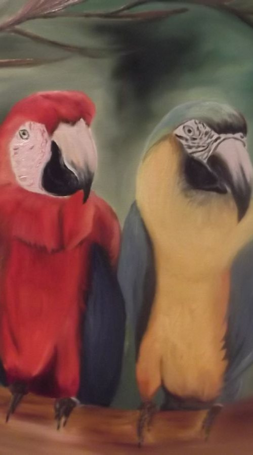 Parrots by Timea  Valsami