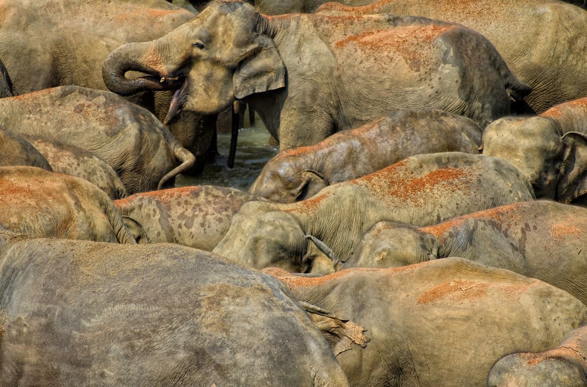Photorealistic Animal Photograph By Marc Ehrenbold, 30 X 40", Thirsty Work, Original Artwork