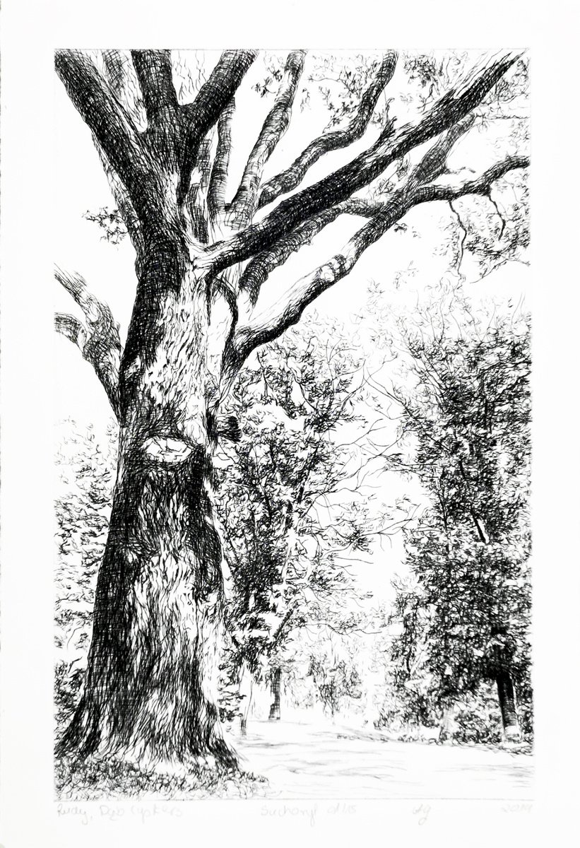 Impressionistic Botanical Etchings & Engravings By Aneta Gajos, 9 X 13, Cysterian Oak Tree, Original Artwork