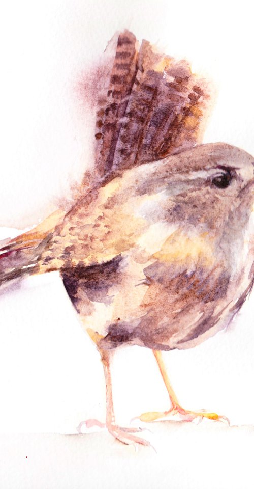 Wren painting, Wren in watercolour, Original Watercolour Bird painting by Anjana Cawdell