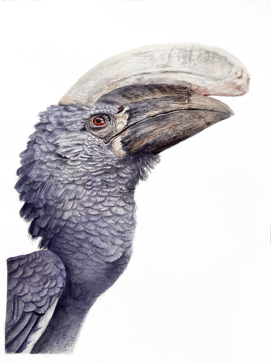 Photorealistic Watercolour , Silvery-Cheeked Hornbill By Tetiana Savchenko, 11 X 15, Artwork For Sale On Artfinder