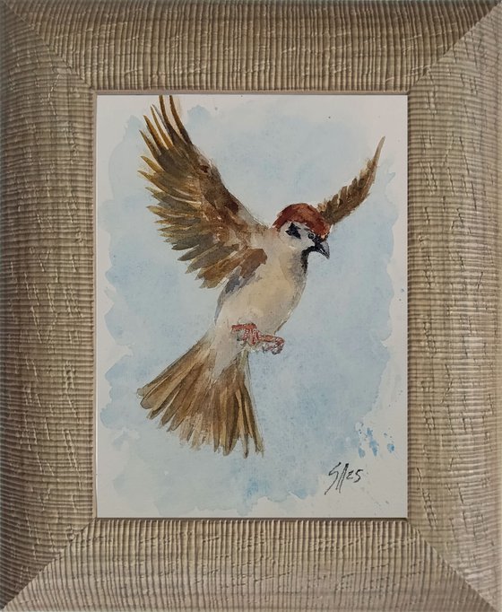 Sparrow VI