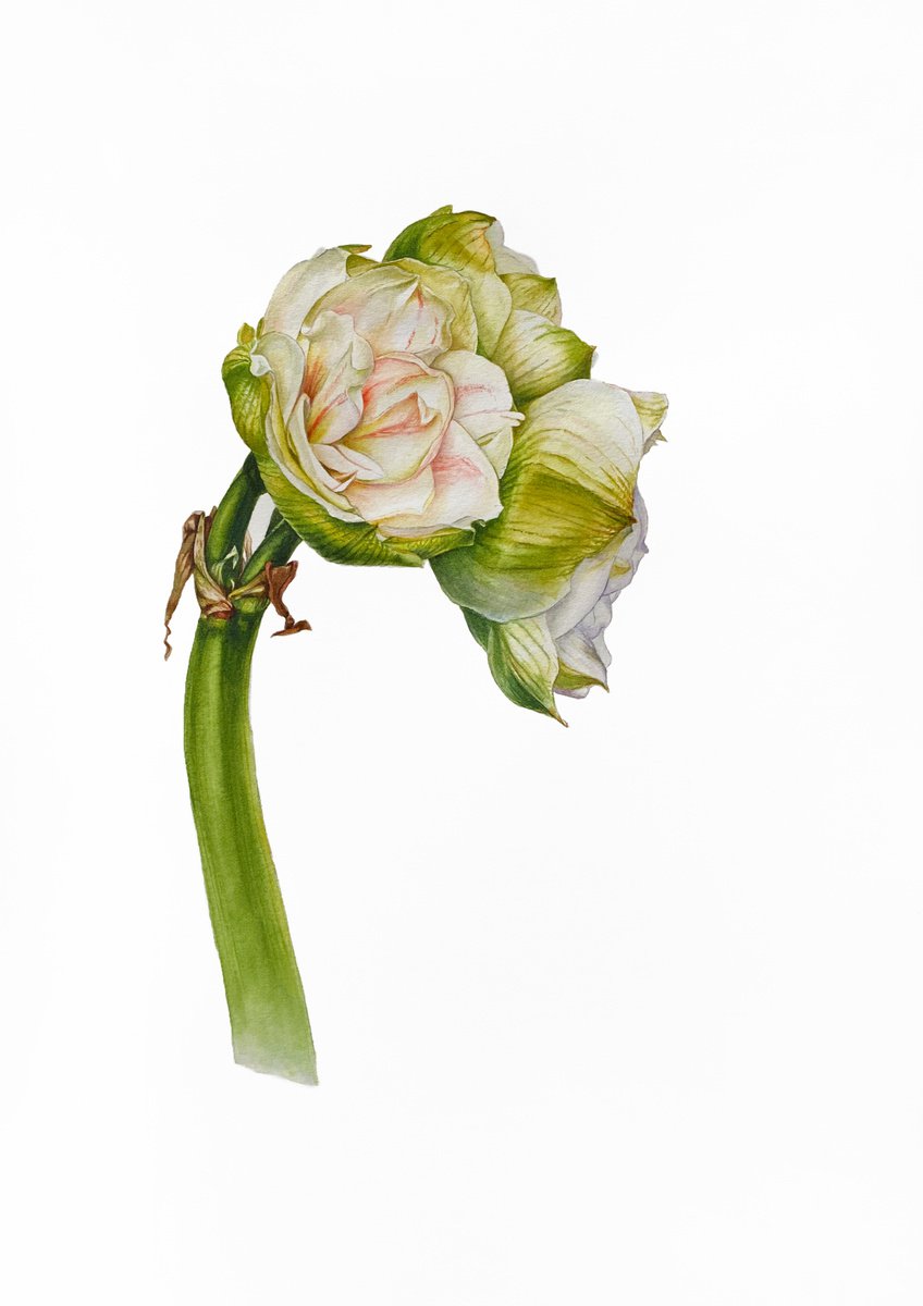 Photorealistic Watercolour , Amaryllis Beautiful. By Nataliia Kupchyk, 14 X 20, Artwork For Sale On Artfinder