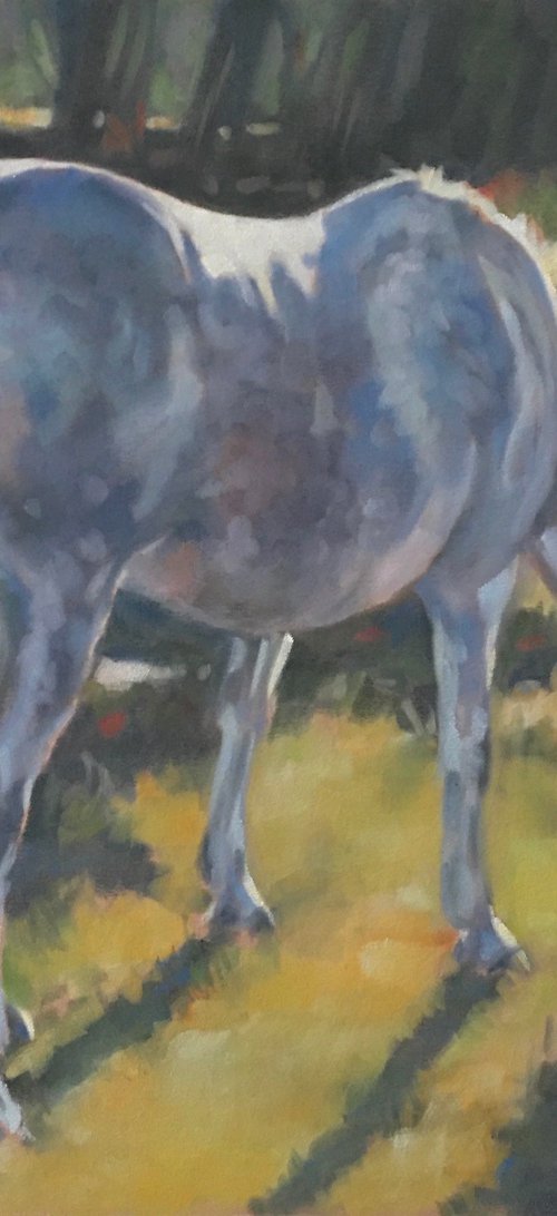 Evening Sunset - Grey Horse by Lorna Lancaster ASEA