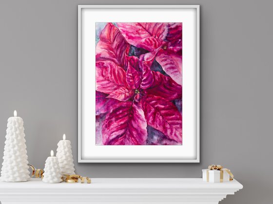 Poinsettia magenta flower