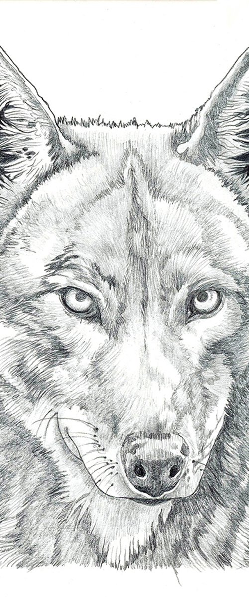 Red Wolf Intensive by Catherine Twomey