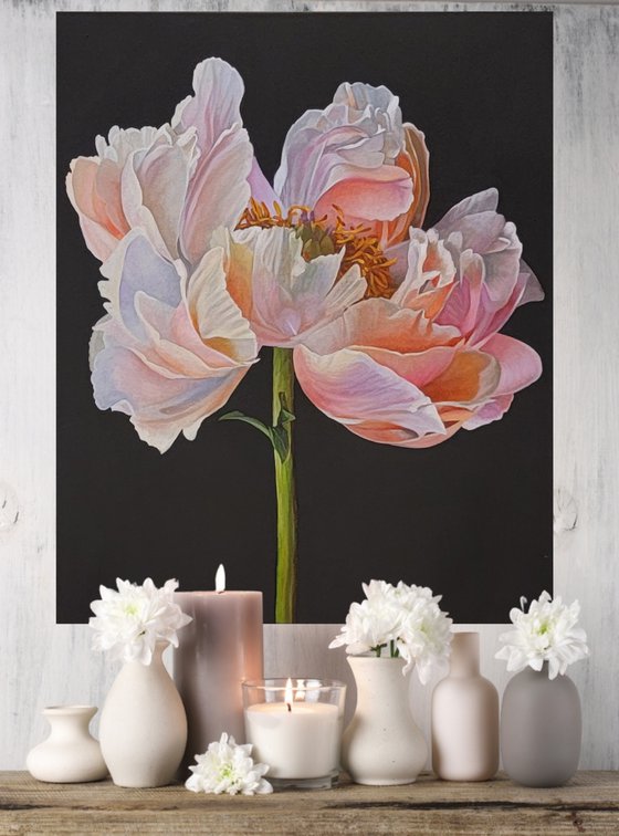 Coral Charm Peony (Re-Listed)