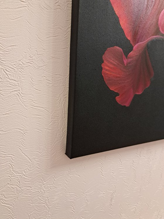 Portrait of Iris. Scarlet