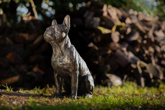 Sitting French Bulldog FB