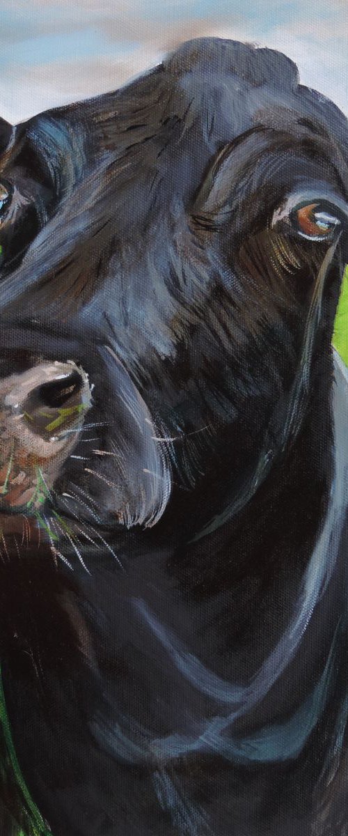 Inquisitive cow by Gordon Bruce