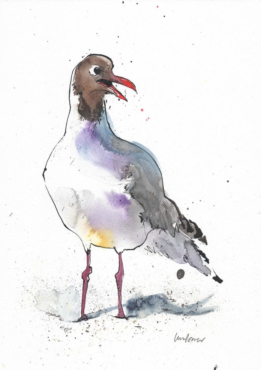 Black Headed gull #02 - seagull watercolour and ink Painting by Luci Power