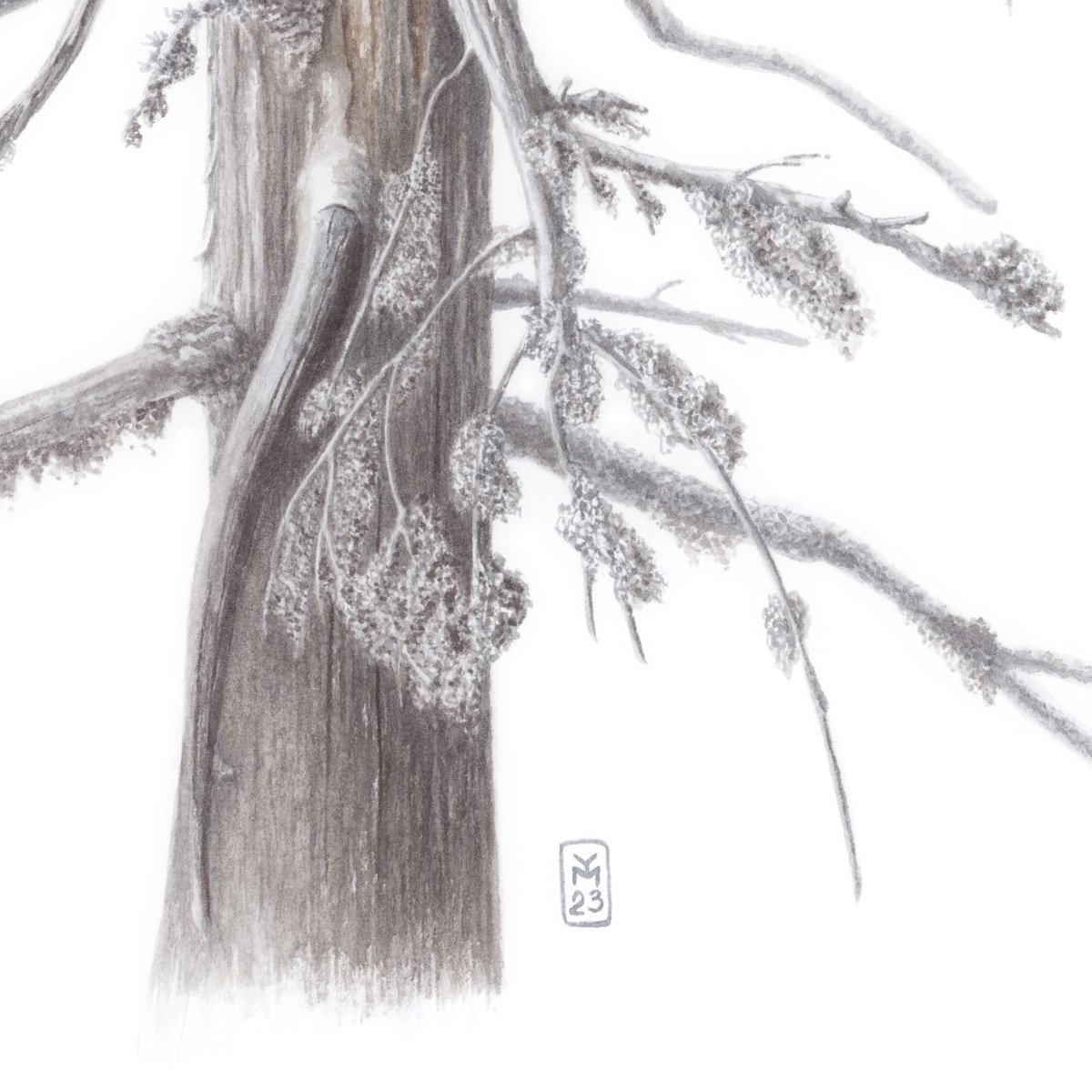 Photorealistic Botanical Watercolour By Yuliia Moiseieva, 22 X 15", Dry Tree, Original Artwork