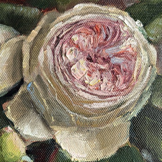 Pink roses still life