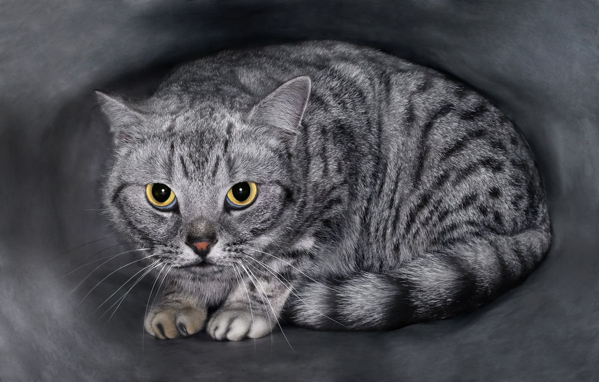 Photorealistic Animal Photograph By Gandee Vasan, 23 X 17, Catnapped!, Original Artwork