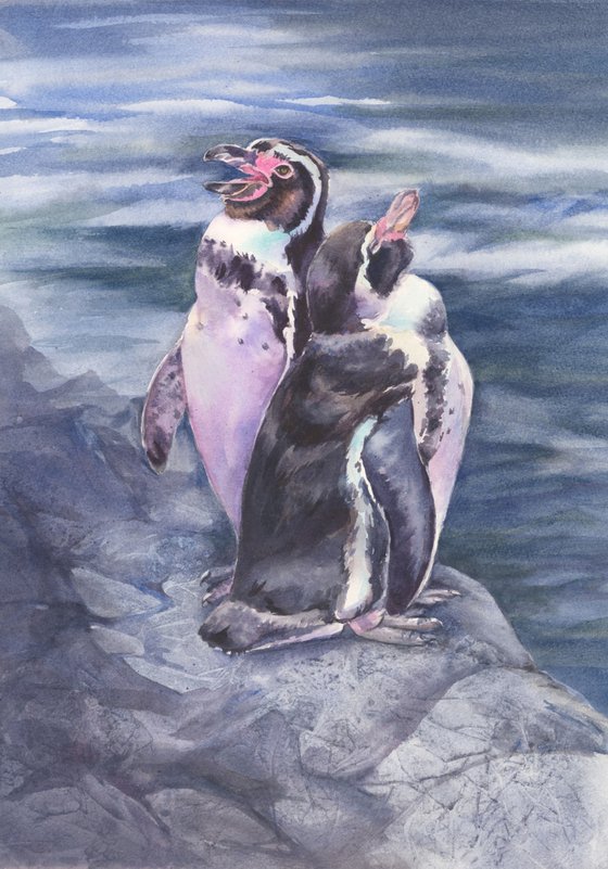 Humboldt penguins