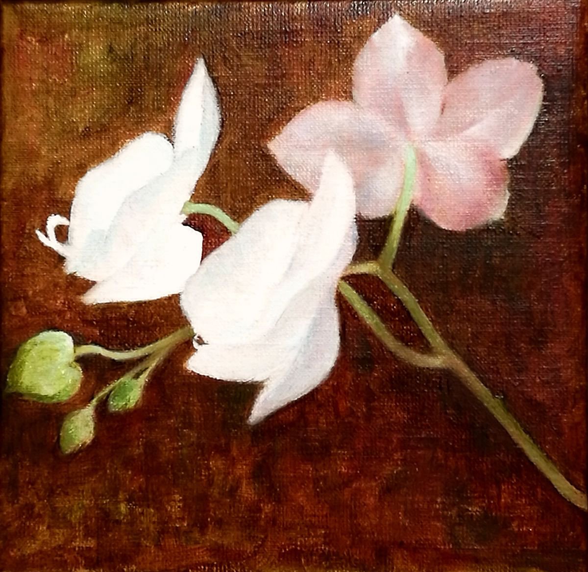 Expressive Botanical Oil Painting By Daniela Roughsedge, 8 X 8, White Orchid, Original Artwork