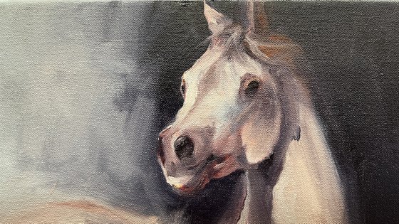 Arabian White (study)